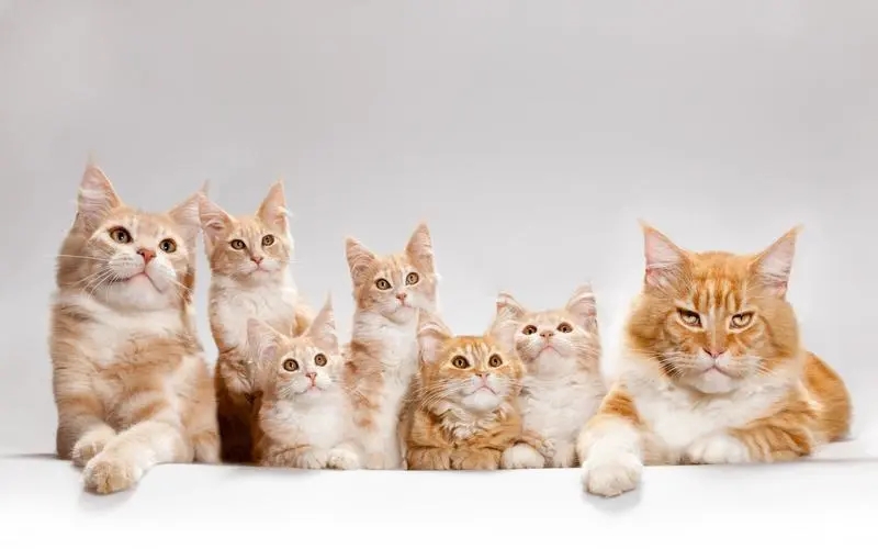 A local cattery breeds purebred British short-haired blue cats. They have bun-faced, cute and clingy healthy short-haire
