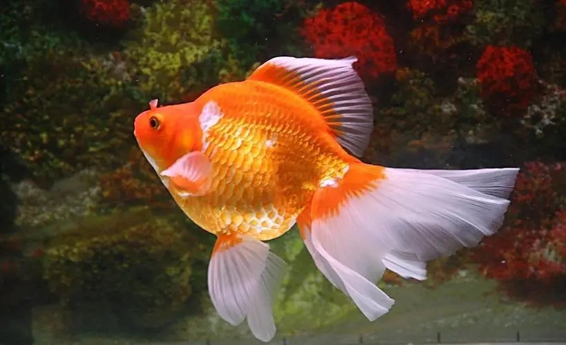 Sell ​​various ornamental fish at wholesale prices, breed them yourself, low prices, boss Didi in need