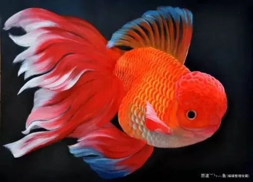 Goldfish care package, package fish tank → Customized fish tank and fish pond cleaning, water quality testing, ornamenta